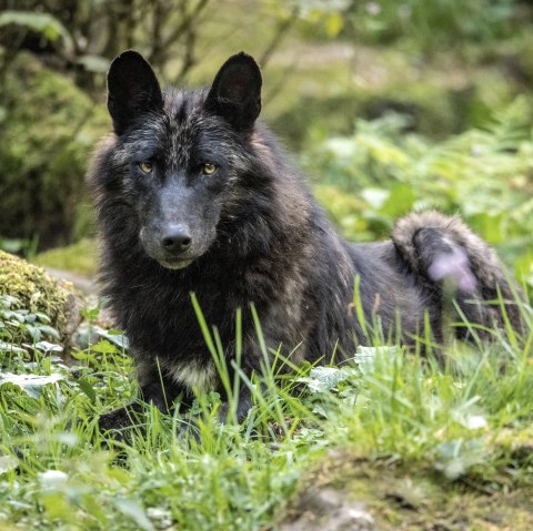 Wölfe im Adler und Wolfspark, © Eifel Tourismus GmbH, Dominik Ketz