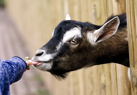 Tiererlebnis