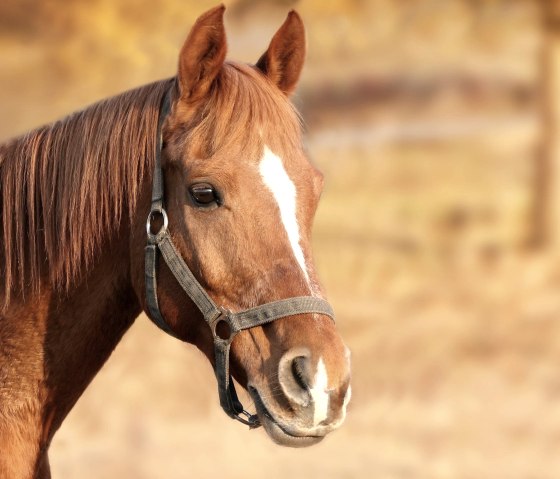 Pferde, © pixabay