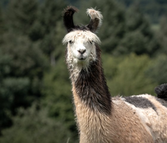 Lama-Wanderung, © Nikolai Wirtz, Lamazucht Vulkaneifel