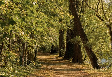 wald-wandern