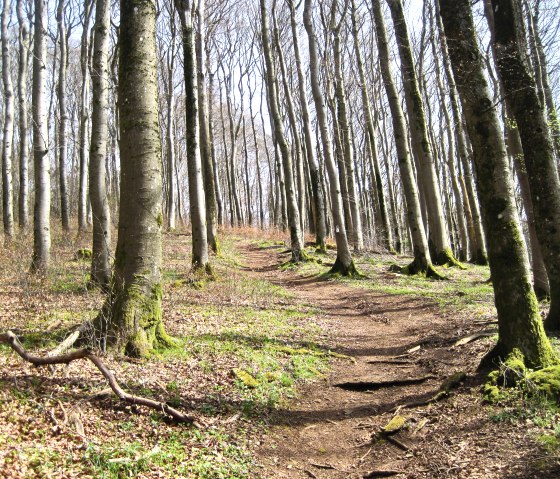 Eichenwald bei Neroth, © Touristik GmbH Gerolsteiner Land, Ute Klinkhammer