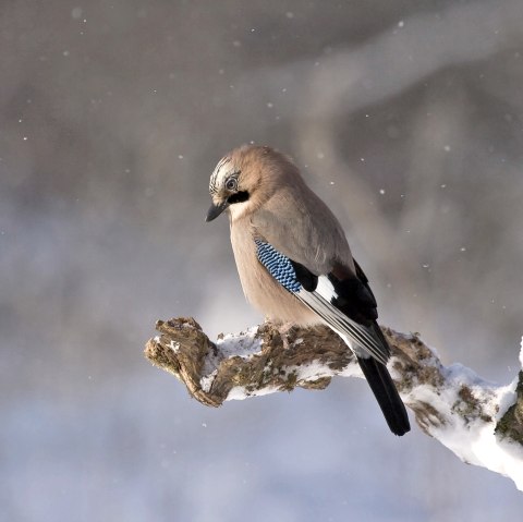 Vogelbeobachtung, © pixabay