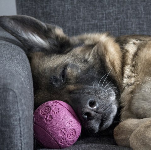 Schlafender Hund, © Pixabay