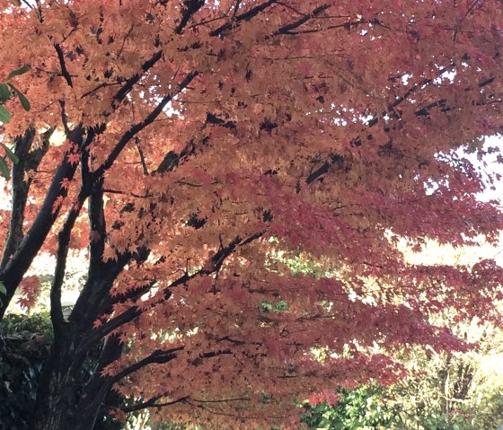 Baum Herbst