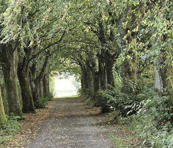 Wanderweg Ehrenmal Stadtkyll, © Touristik GmbH Gerolsteiner Land, Leonie Post