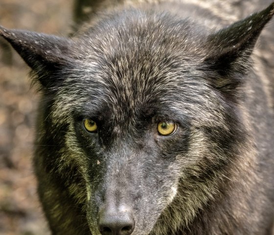 Wolf im Adler- und Wolfspark Kasselburg, © Eifel Tourismus GmbH, Dominik Ketz