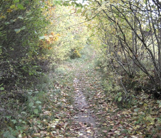 waldpfad-an-den-leyen-bei-goennersdorf