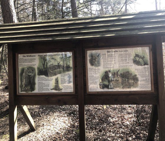 An educational board on the forest nature trail provides information about the wildcat and the lynx., © Touristik GmbH Gerolsteiner Land, Leonie Post