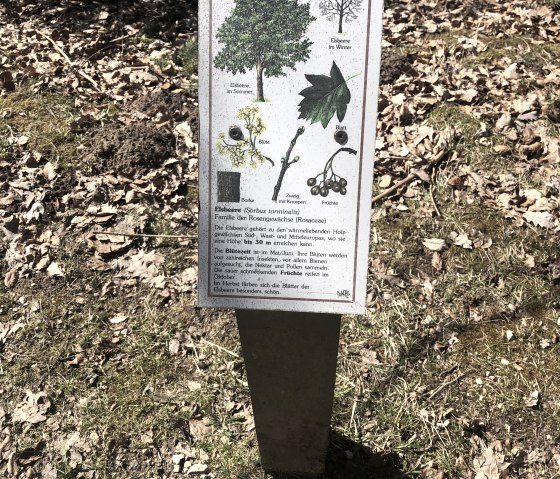 Information board for the tree of the year., © Touristik GmbH Gerolsteiner Land,Leonie Post