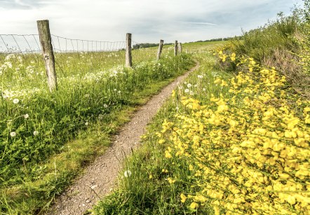 Vulcanpfad Frühling, © © Eifel Tourismus GmbH, Dominik Ketz