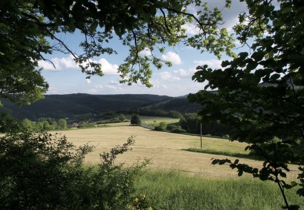 blick-aus-dem-wald-ueber-wiesen