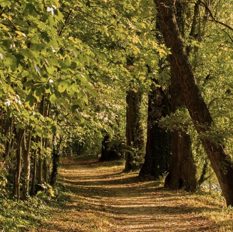 wald-wandern