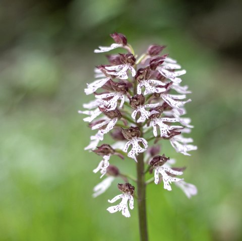 Wilde Orchidee, © pixabay
