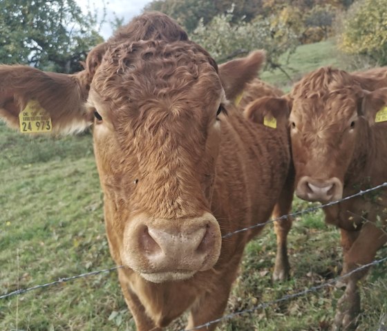 Tierische Nachbarn