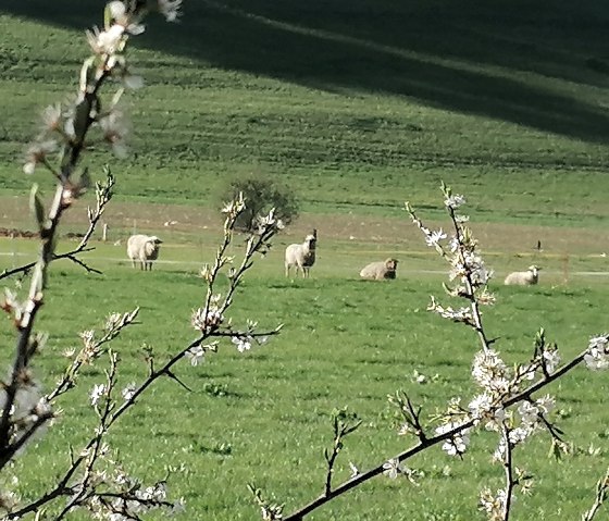 zwischen Loogh und Niederehe