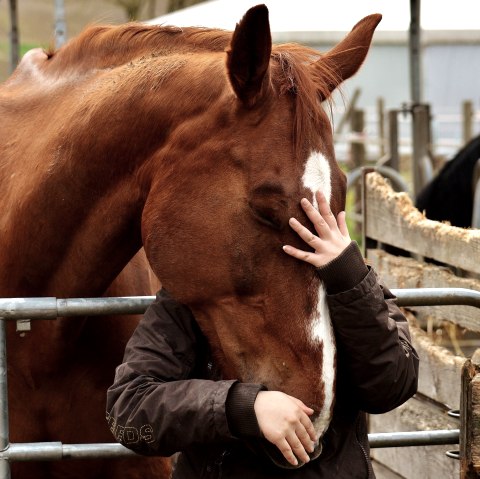 Eifel zu Pferd, © pixaby