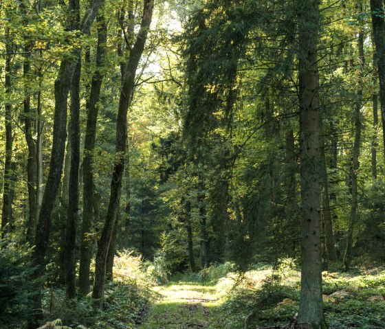 Durch den Wald auf der Wandertour Hinterbüsch-Pfad, © Eifel Tourismus GmbH/D.Ketz